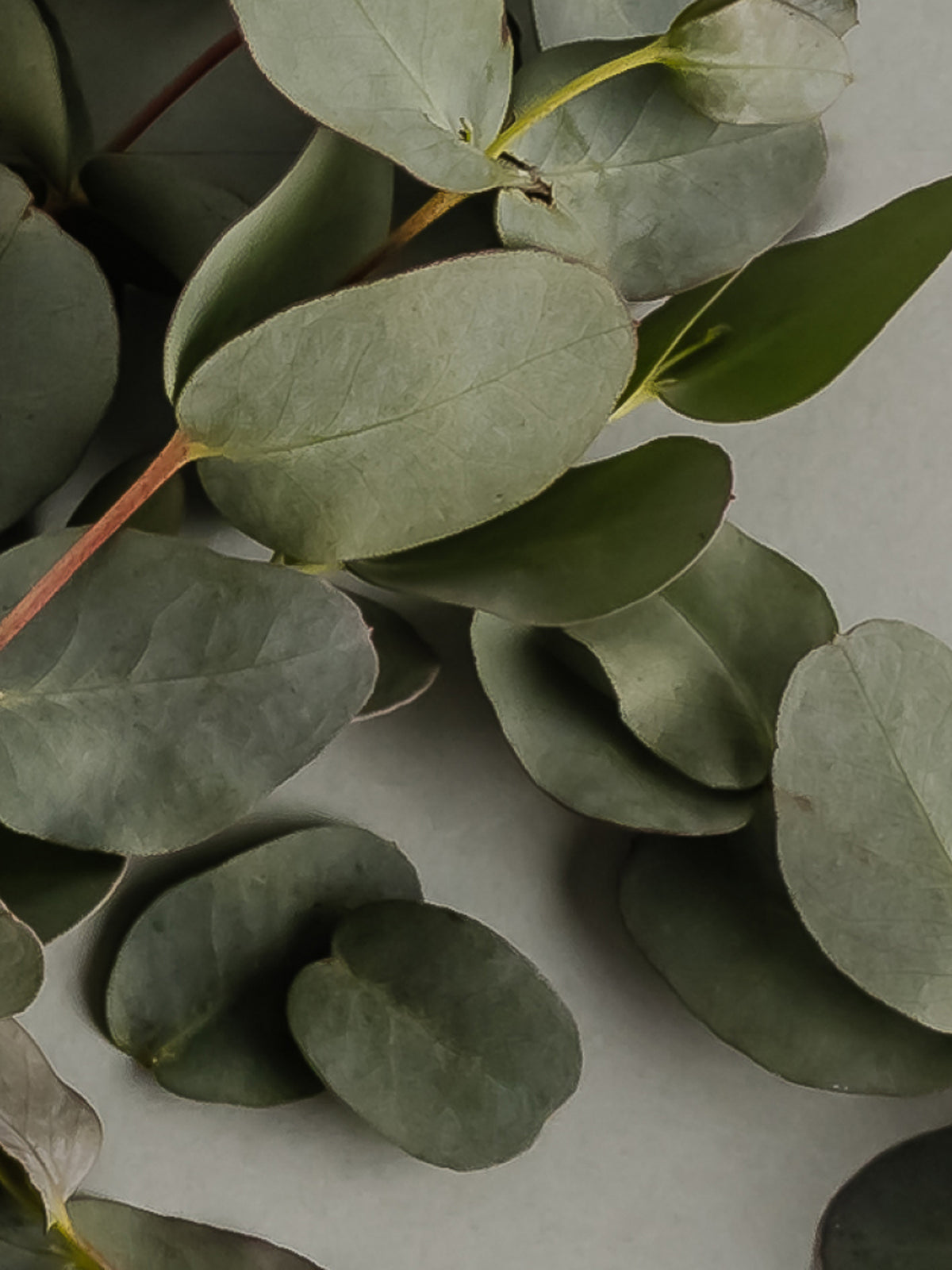 Eucalyptus Pura Smart Vial Fragrance Refill by Archipelago